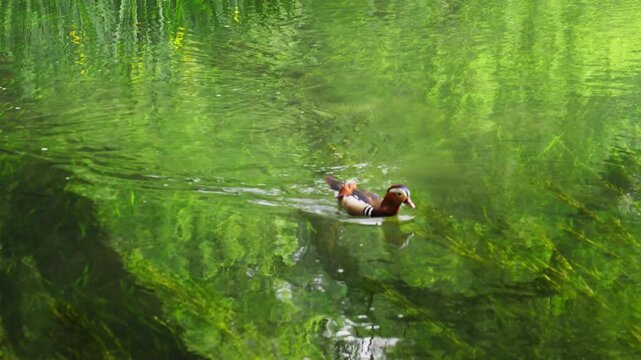 Mandarin duck swimming in green lake water