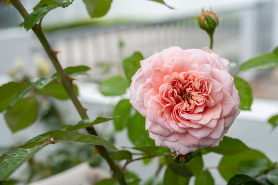 A pink rose flower having thrips living inside. Thrips are sap-sucking insects that can cause deformities in flowers, leaves, stems, and shoots.