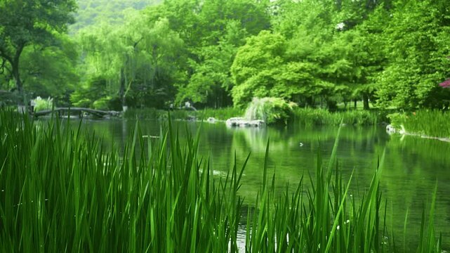 Lush Reeds and Pond in Green Garden
