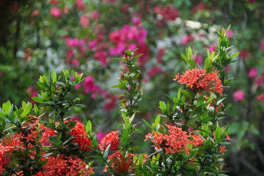 A beautiful close-up photograph of blooming red Ixora flowers, commonly known as Jungle Geranium or West Indian Jasmine