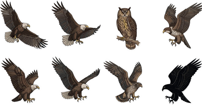 Detailed eagle and owl vector illustrations set featuring birds of prey in flight landing and perched realistic wildlife collection