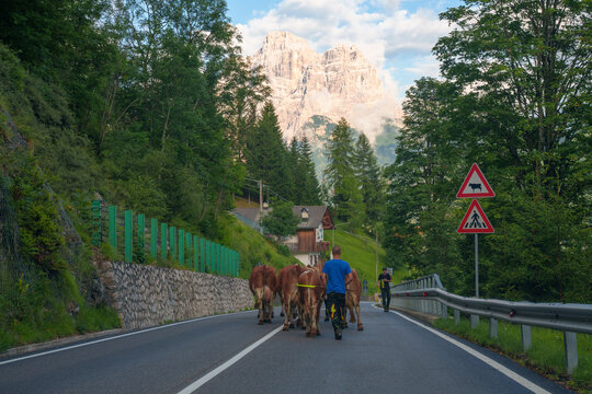 View of a farmer herding brown cows along a mountain road with lush green forests and the towering rocky peaks of the Dolomites in the background Trentino-South Tyrol, Italy.