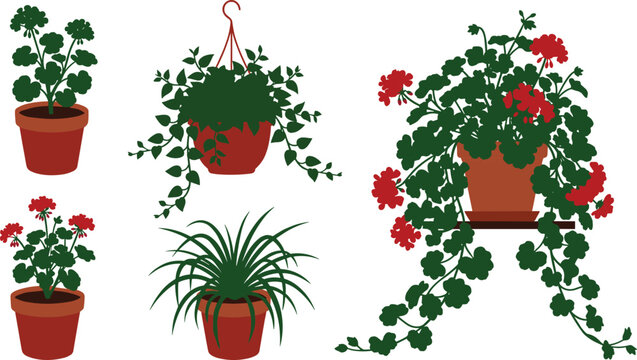Set of various potted houseplant illustrations isolated on white background, blooming red geraniums and green hanging plants for indoor gardening and home decor design.