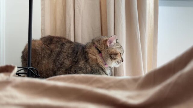 Sleepy tabby cat resting on bedside table, half asleep with dreamy eyes beside bed and curtain in a quiet cozy bedroom.
