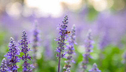 Fototapeta premium Small bee resting on purple lavender flowers in garden