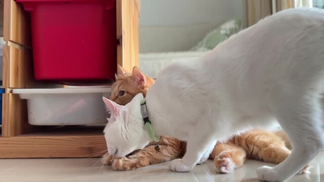 White Khao Manee cat and orange Siberian cat grooming each other, then play fighting and gently wrestling on the floor indoors.
