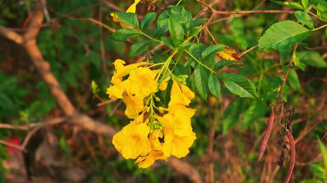 Golden Shower Tree, yellow flowers, in the garden.