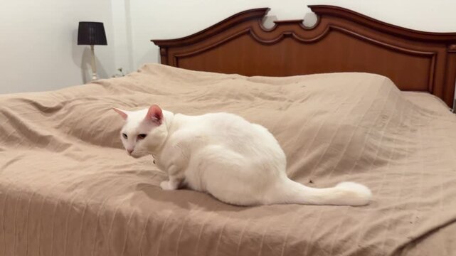 Fast zoom in and out on an odd-eyed white Khao Manee cat lying on a bed as it turns to look at the camera.
Keywords: 