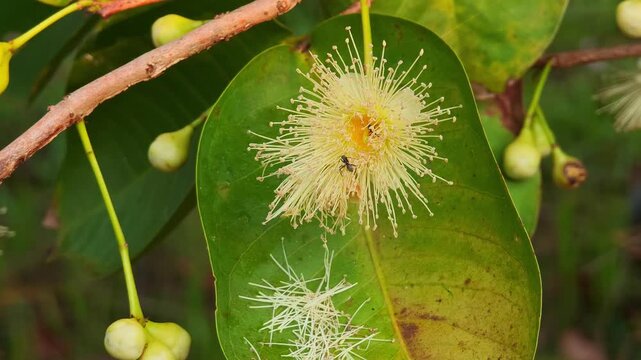Flowers, young fruits, rose apple, garden fruit,nature