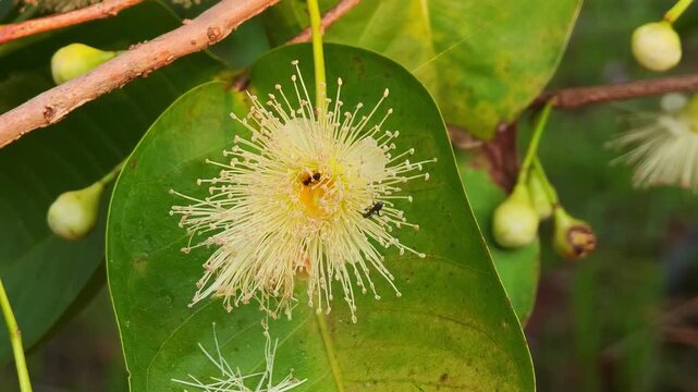 Flowers, young fruits, rose apple, garden fruit,nature