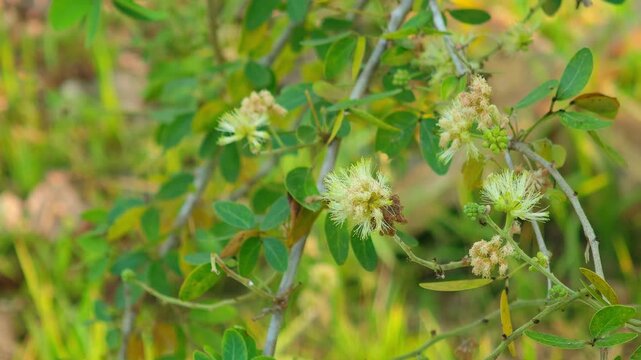 Tamarind tree flowers, in the garden,nature