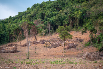 Deforestation of forests in Asia, lush green tropical jungles being reduced for future area development and human growing agricultural needs in Thailand, Vietnam and all over southeastern region. © DimaBerlin