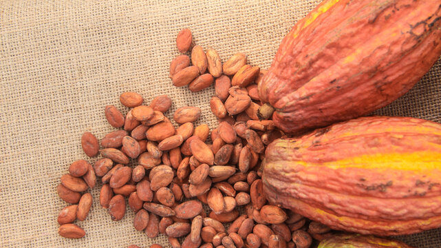 A top-down, high-angle photograph showcasing a pile of dried raw cocoa beans alongside whole cocoa pods (Theobroma cacao). The subjects are beautifully arranged on a rustic burlap or jute fabric