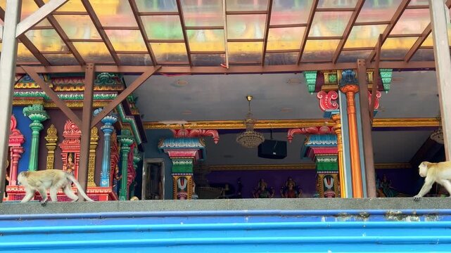 Grey makaka monkeys walking in Batu Caves, Indian temple near Kuala Lumpur, Malaysia.