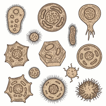 Detailed hand-drawn scientific illustrations of various microorganisms, bacterial cells, and protozoa in a vintage etched style with visible nuclei, organelles, cilia, and flagella.