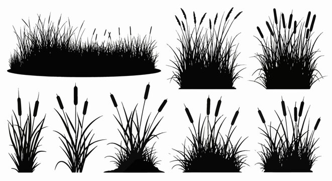 Collection of black silhouettes featuring various cattails, bulrushes, and wetland grass tufts isolated on white. Botanical elements for landscape design, nature scenes, and borders.