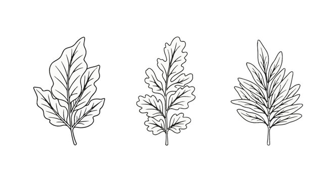 Set of three minimalist hand-drawn botanical leaves with black outlines including oak and pointed foliage types, isolated on a plain white background for design elements.