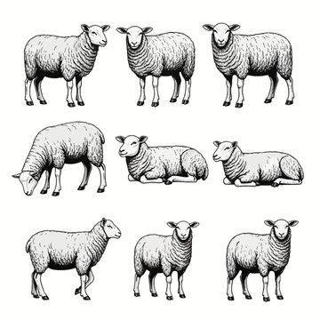 Vintage black and white engraving style illustration of a collection of sheep in various poses, including grazing, standing, and resting, featuring detailed wool texture and line art.