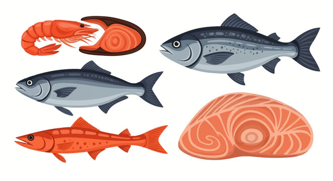 Vector collection of seafood illustrations featuring whole salmon, trout, red snapper, cooked shrimp, raw salmon steak, and fresh fish fillet isolated on white background.