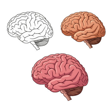 Set of three human brain vector illustrations in distinct styles: a black and white outline for coloring, a light brown shaded graphic, and a detailed pink anatomical representation.