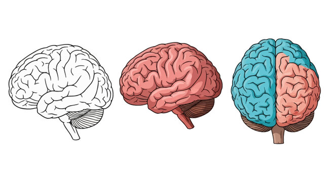 Set of three human brain illustrations featuring a black and white line art side profile, a color-shaded anatomical side view, and a frontal view with distinct blue and red hemispheres.