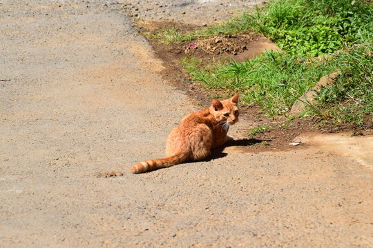 Stray cat in small village of Costa Rica
