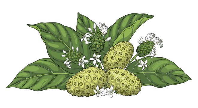 Noni fruit or Morinda citrifolia is illustrated with green bumpy skins, white flowers, and lush green leaves in a detailed botanical composition.