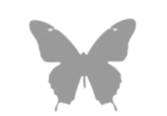 Fototapeta premium butterfly shadow overlay minimal background nature light silhouette product backdrop