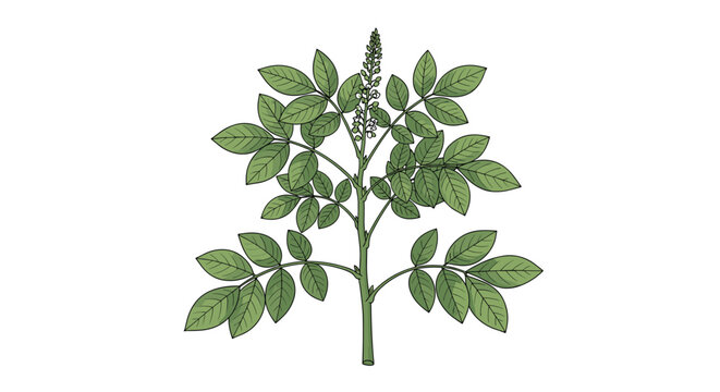 Licorice plant botanical drawing showing green pinnate leaves and a central stem decorated with small purple flowers.