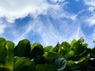 Low Angle View of Vibrant Green Tropical Leaves Against a Bright Blue Sky with Wispy White Clouds © efendiahd