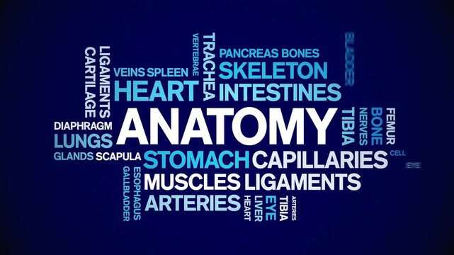 Anatomy animated word cloud-text design animation tag kinetic typography seamless loop.