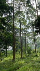 Fototapeta premium Tall Trees in a Lush Forest with Dense Green Foliage and Natural Woodland Atmosphere
