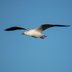 Obraz premium Silver gull or Chroicocephalus novaehollandiae