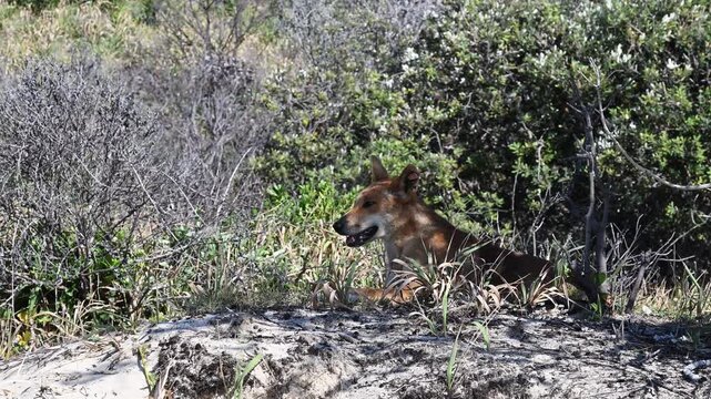 Wild dingo searching for food in sand dunes on Fraser Island (K'gari), Queensland, Australia. Iconic native animal in coastal wilderness, popular travel destination.