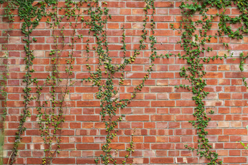 A red brick wall is covered with climbing green vines spreading across its surface in a natural pattern. The vines create a textured contrast against the uniform red bricks under even daylight. © 柏翰 邱
