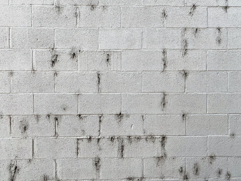 A white concrete block wall with rough texture shows patches of dark mold and stains scattered across its surface each block is arranged in straight horizontal lines