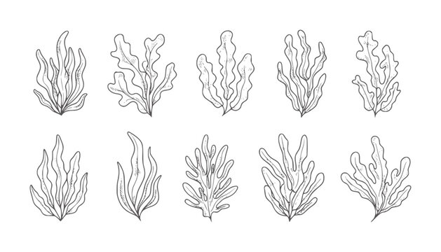 Hand drawn collection of diverse seaweed plant in style kelp algae ocean