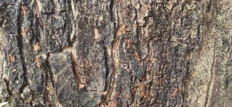 A red ant is crawling on the tree.