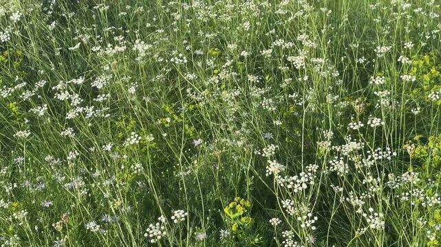 Wild Siberian meadow in summer, dense field of white umbellifers, yellow wildflowers and blue daisies swaying gently in breeze, lush green nature background