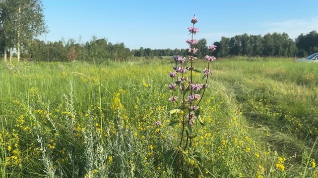Tall wild betony plant with pink flowers blooming in sunny Siberian meadow, surrounded by yellow wildflowers and green grass in summer.