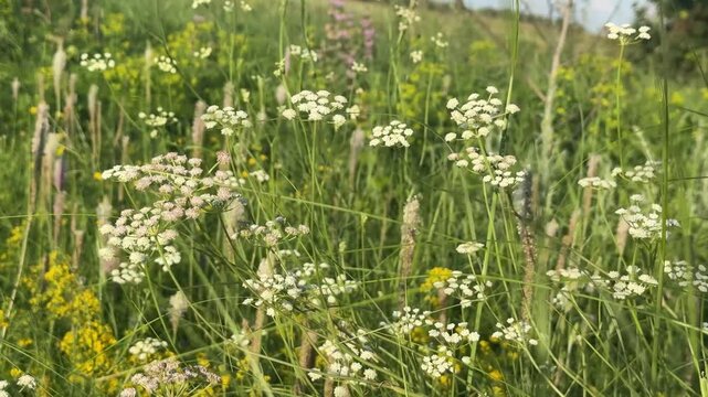 Wild Siberian meadow in summer, lush green field with white umbellifers, yellow wildflowers and pink blooms swaying gently in breeze