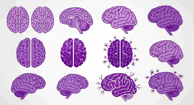 Purple Brain Illustrations Medical Anatomy.