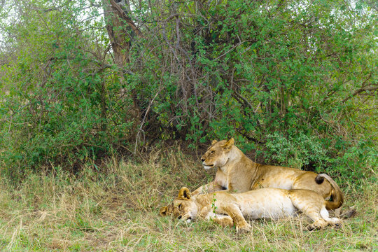 Pair of lionesses resting with eyes slightly open in the shade, a common sight on African safaris in reserves like Serengeti National Park
