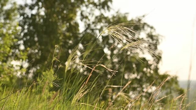 Wild grass spikelets swaying in summer breeze in Siberian meadow, golden feather grass stems backlit by warm sunset light against blurred green trees