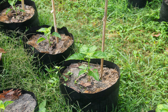 A high-angle shot of young Bird's Eye Chili plants (Capsicum frutescens) growing in black polybags neatly arranged on a grassy area. Each seedling is supported by a thin bamboo stake