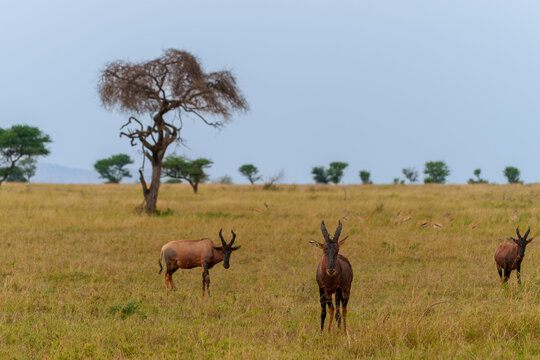 Three topi with or Damaliscus lunatus jimela standing or grazing in golden grass of Serengeti National Park landscape