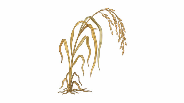 Detailed vector of a ripe golden rice plant, complete with roots and a heavy head of mature grains, symbolizing a bountiful harvest and the core of global agriculture and staple food production