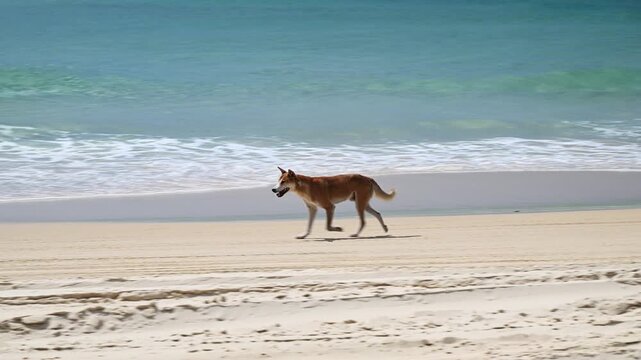 Wild dingo searching for food in sand dunes on Fraser Island (K'gari), Queensland, Australia. Iconic native animal in coastal wilderness, popular travel destination.