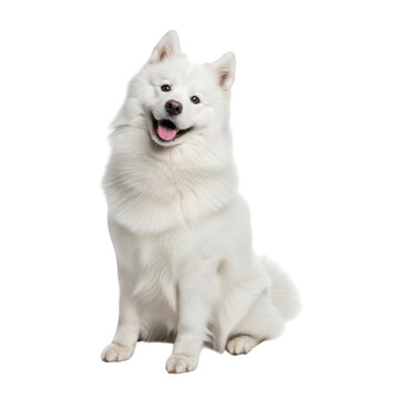 A white dog sitting and looking happy isolated on transparent background