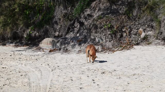 Wild dingo searching for food in sand dunes on Fraser Island (K'gari), Queensland, Australia. Iconic native animal in coastal wilderness, popular travel destination.